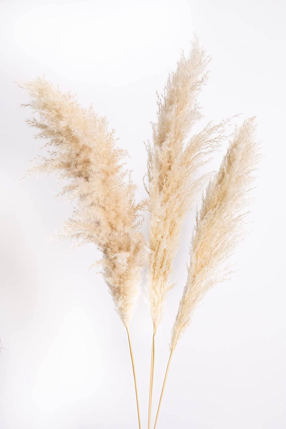 Location de fleur de pampas à Paris