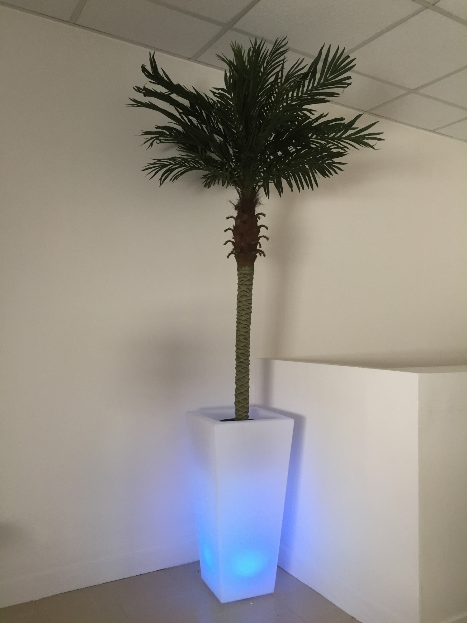 Location de palmier et pot lumineux en Ile de France