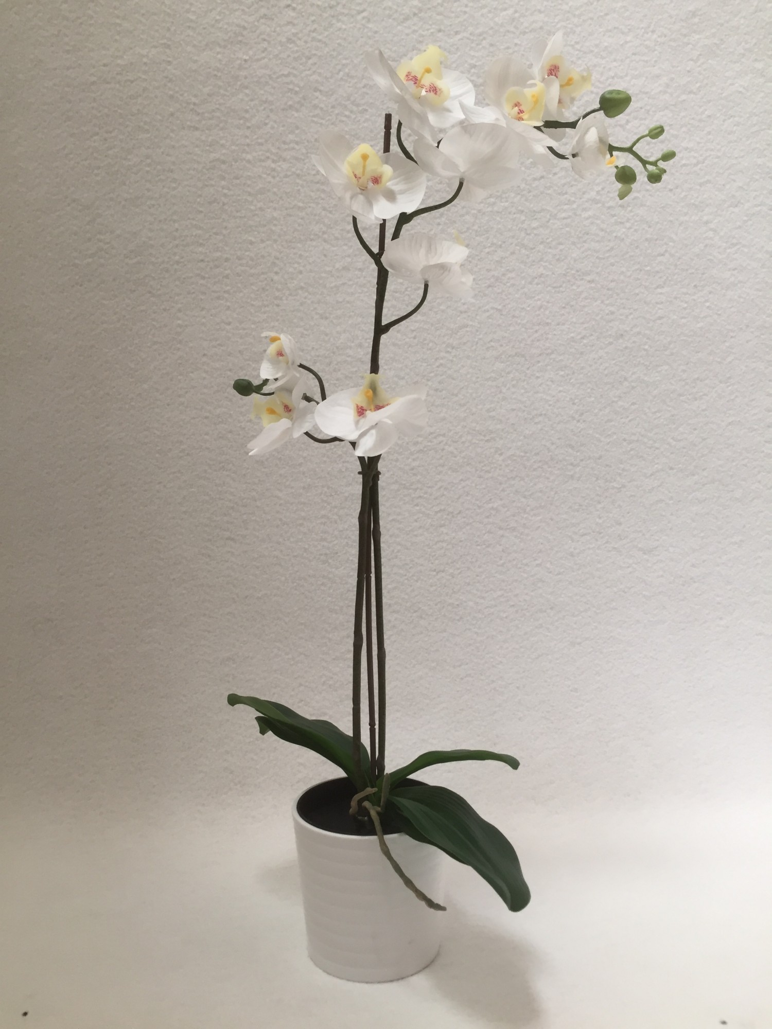 Location de plante Orchidée en Ile de France