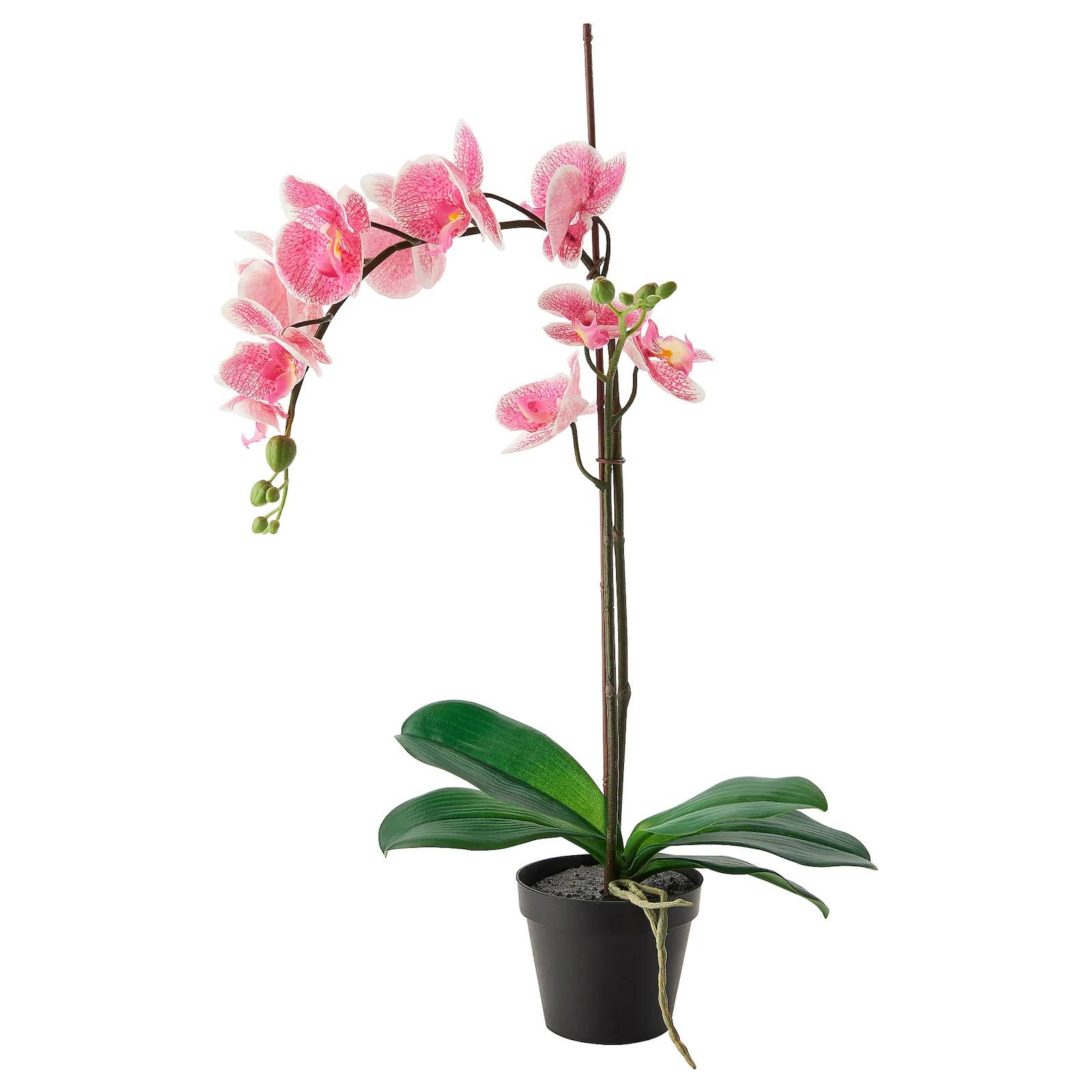 Orchidée ROSE en location en Île de France